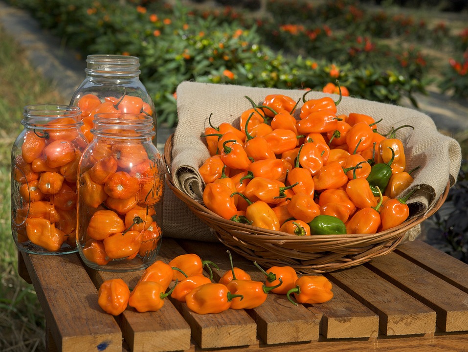 chile habanero parte de la comida típica de Yucatán 