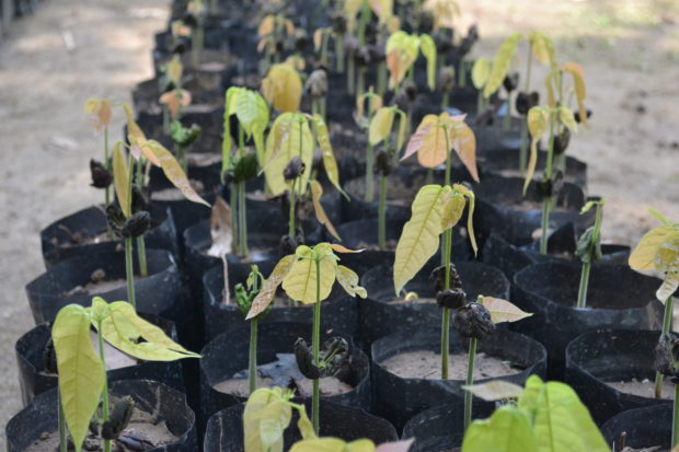 Así se ven las matitas de cacao antes de ser plantadas. // Foto: Claudia García.