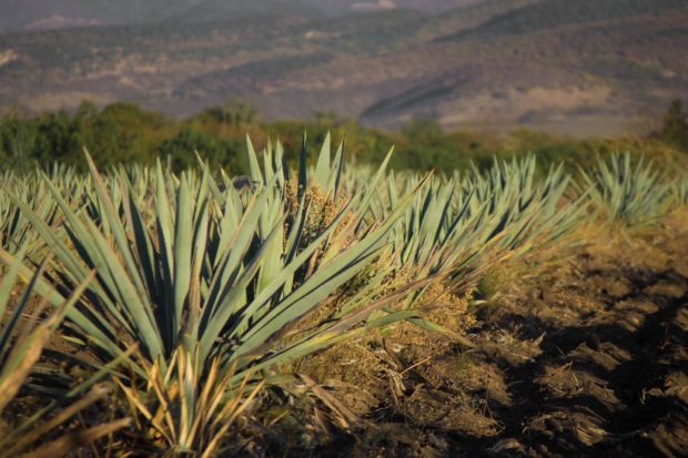 Caminos del Mezcal
