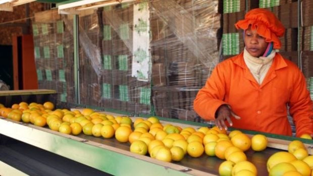 El 72% de los alimentos se pierde en los procesos de manipulación, distribución, almacenamiento y procesamiento.