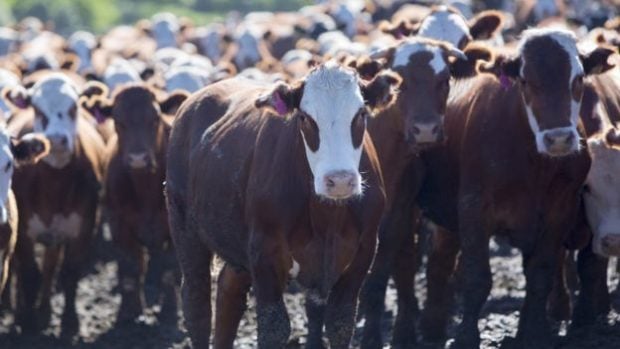 En América Latina, el 20% de la carne producida no se consume.