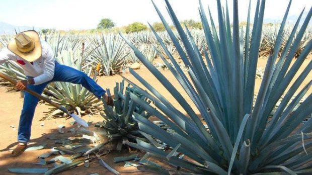 producción del mezcal