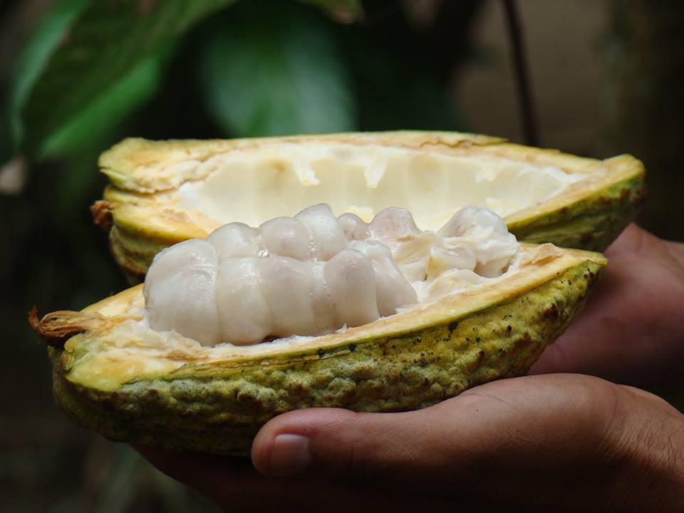 Así se ve el cacao antes de ser convertido en chocolate.