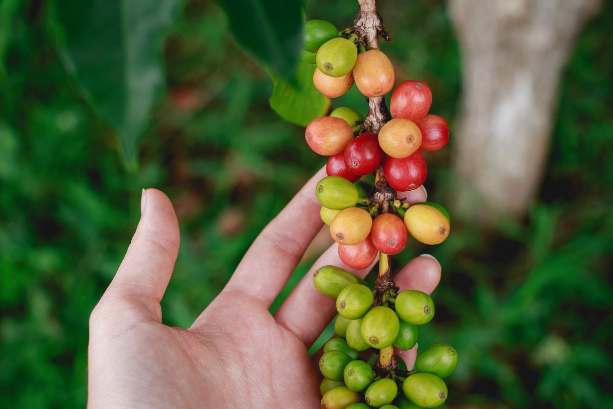Una de las amenazas más grandes para los cultivos de café es la enfermedad llamada roya.