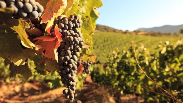 BTRENKEL. La crisis de las uvas que vivió Chile en 1989 causó pérdidas millonarias.