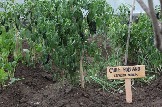 Hermosos capsicum annuum cuidados bajo condiciones de ensueño.
