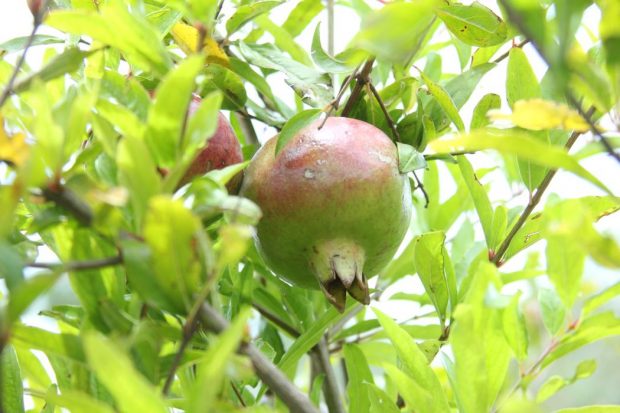 Las granadas también proviene fresca del huerto.
