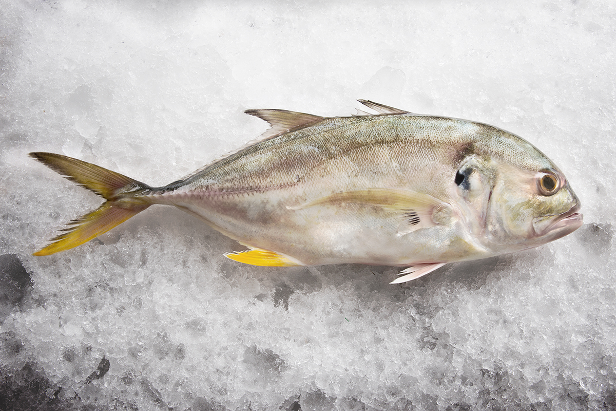 pescados cuaresma jurel