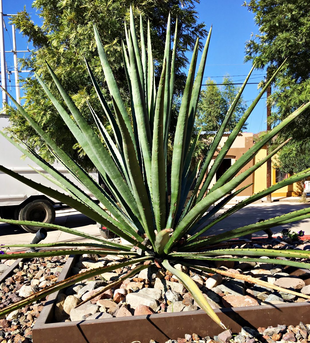 agave para mezcal de oaxaca breaking bad