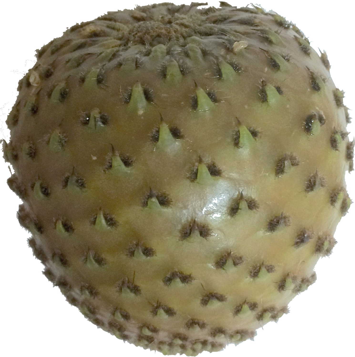 variedades tunas