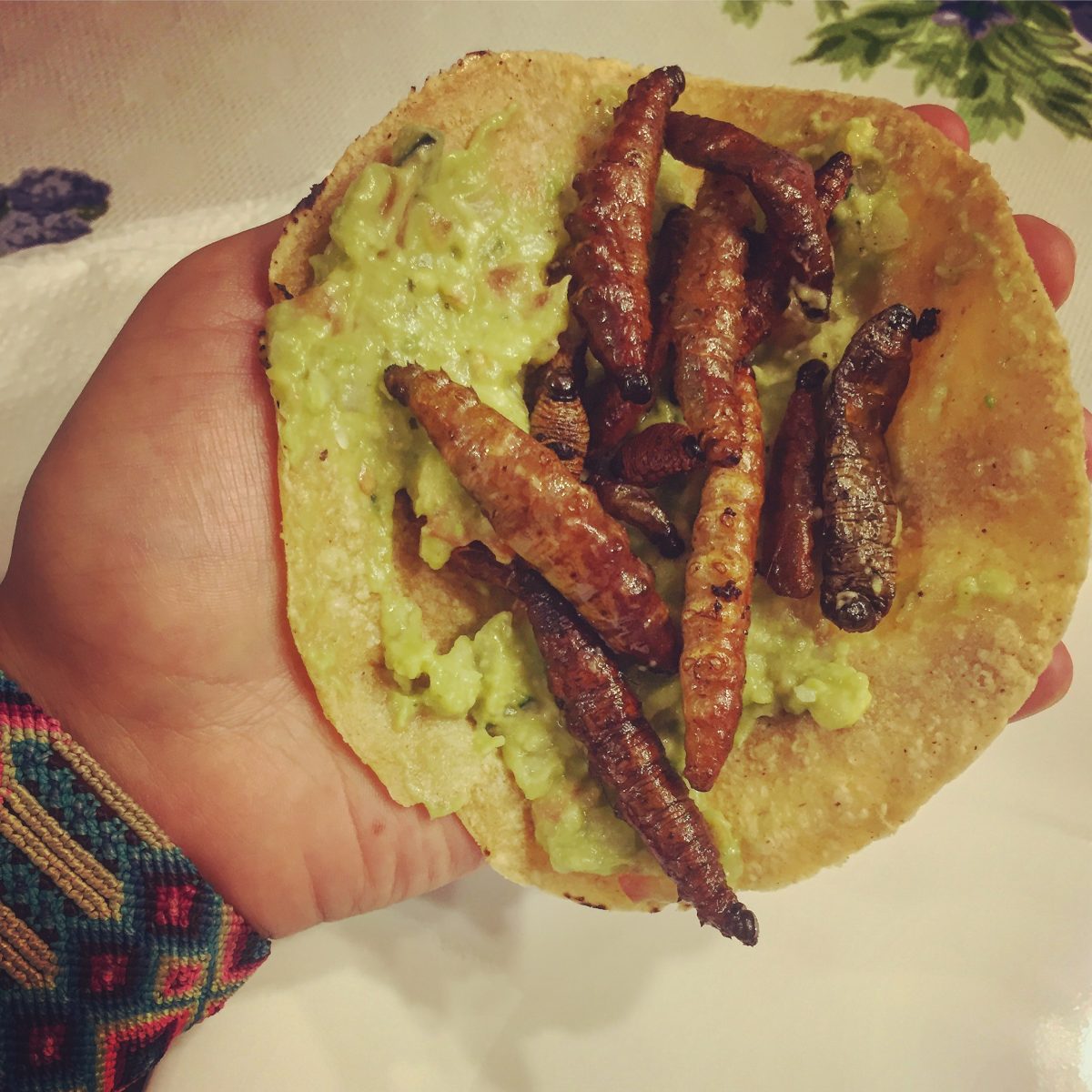 gusanos de maguey chinicuiles insectos comestibles