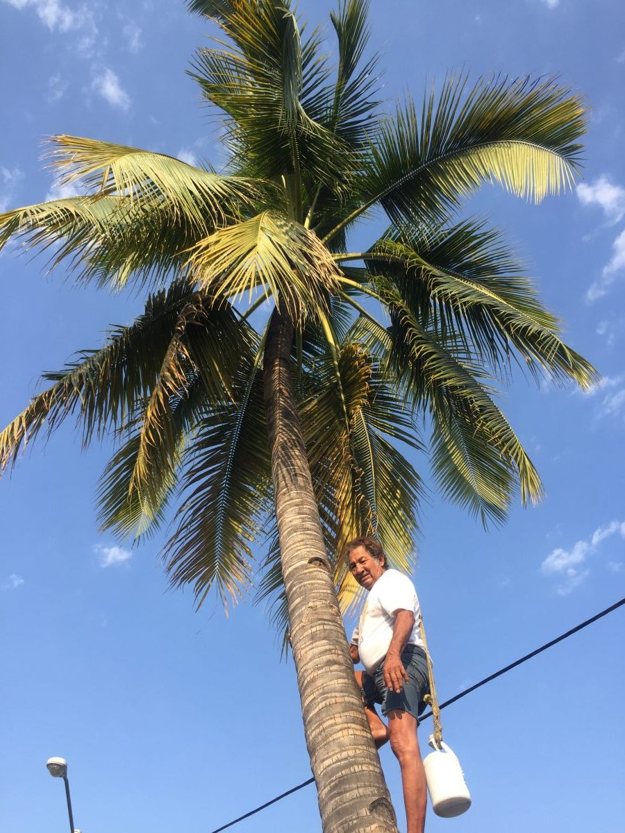 tuba gastronomía de colima