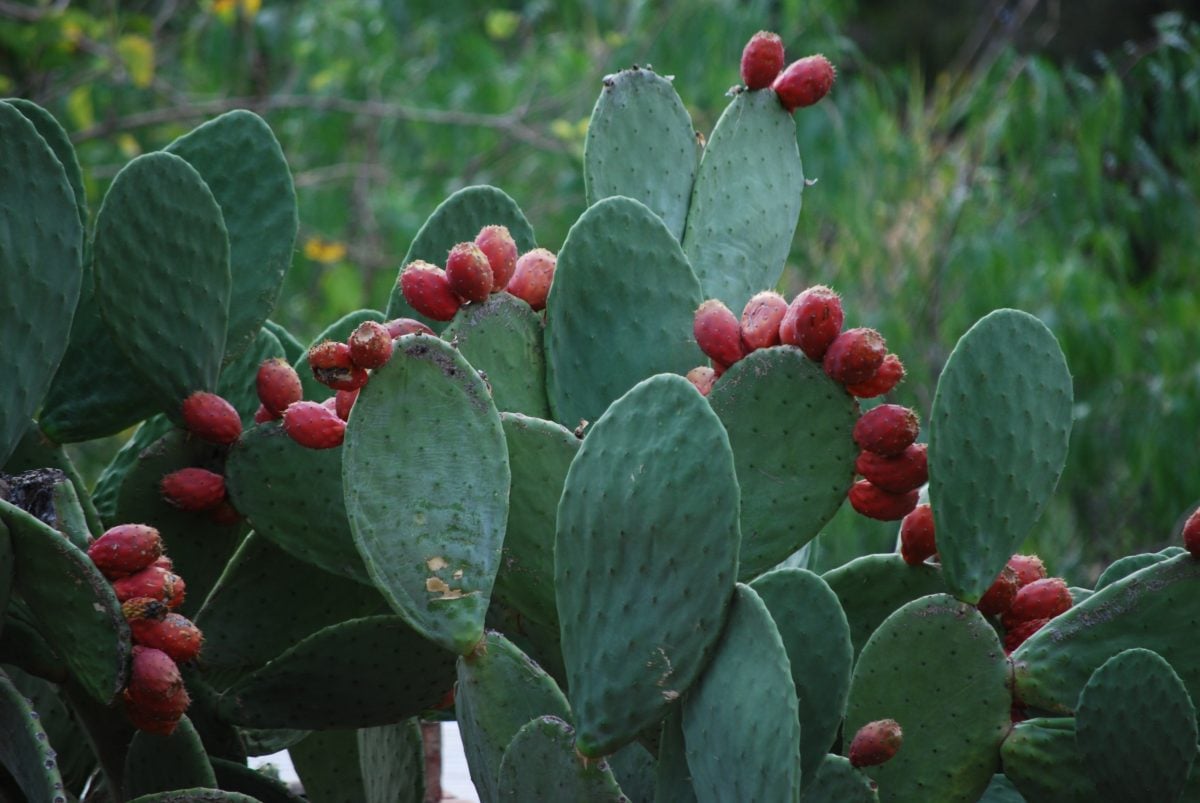 Alimentos del futuro nopal amaranto