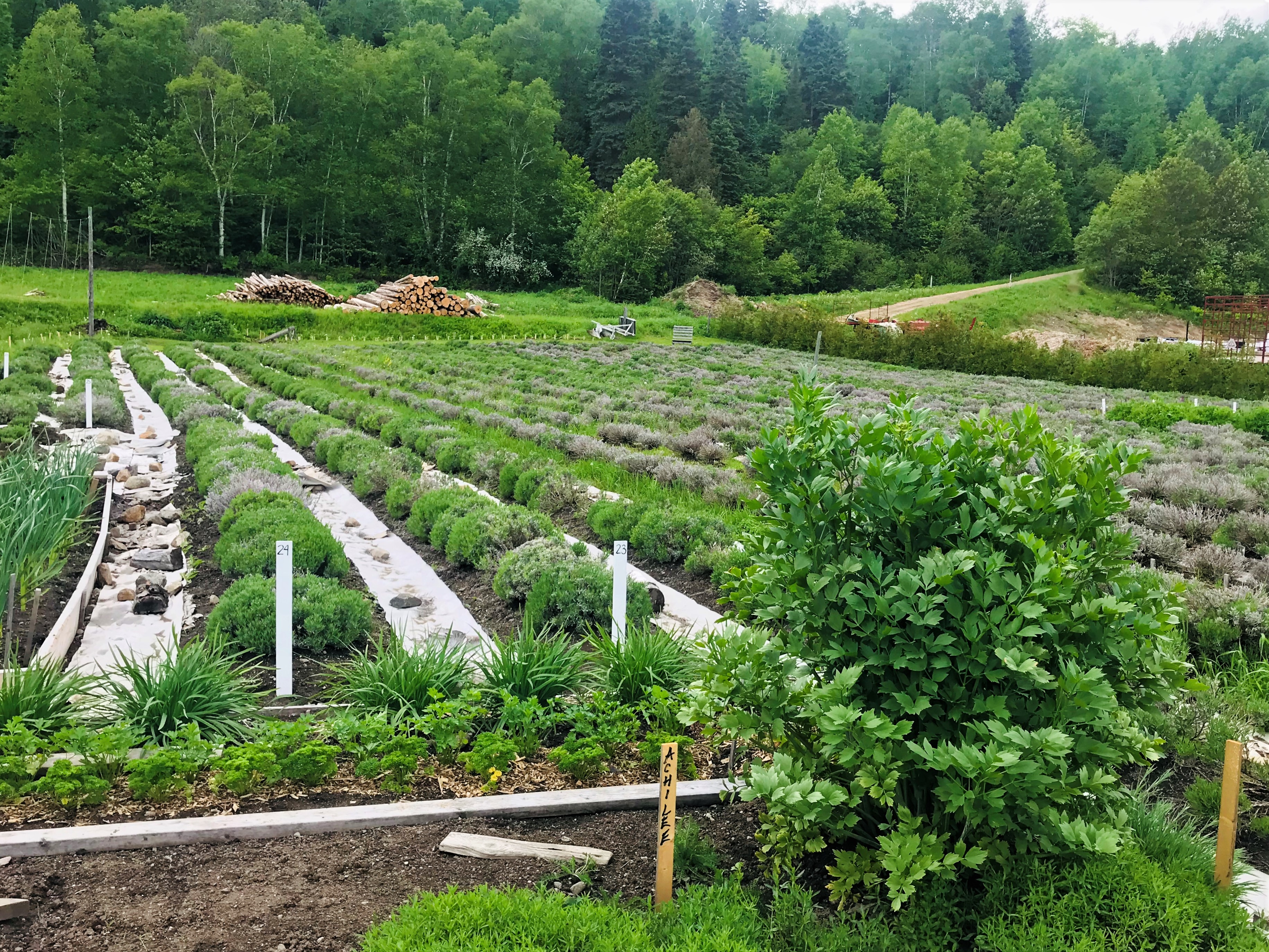 Cultivo de lavanda en Azulée  en la ruta del sabor de Charlevoix, Quebec.