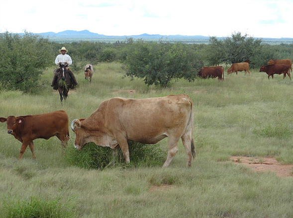 Rancho La Inmaculada sistema alimentario