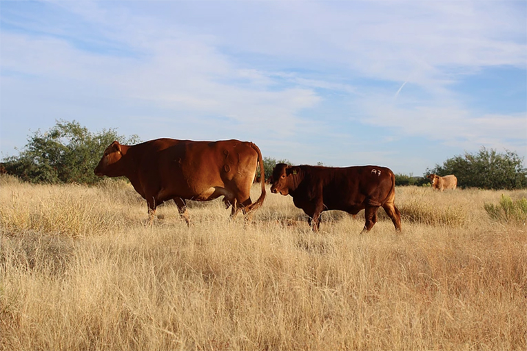 Rancho La Inmaculada sistema alimentario