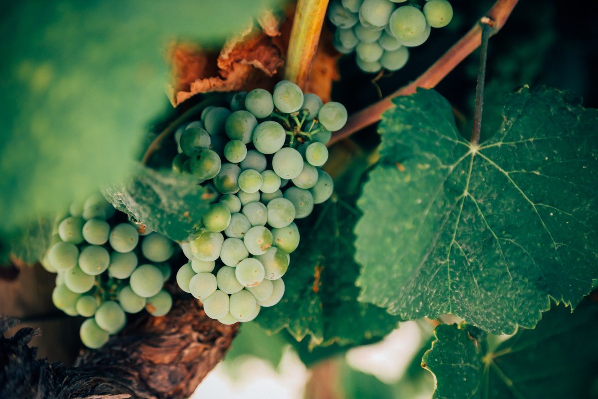 vino verde