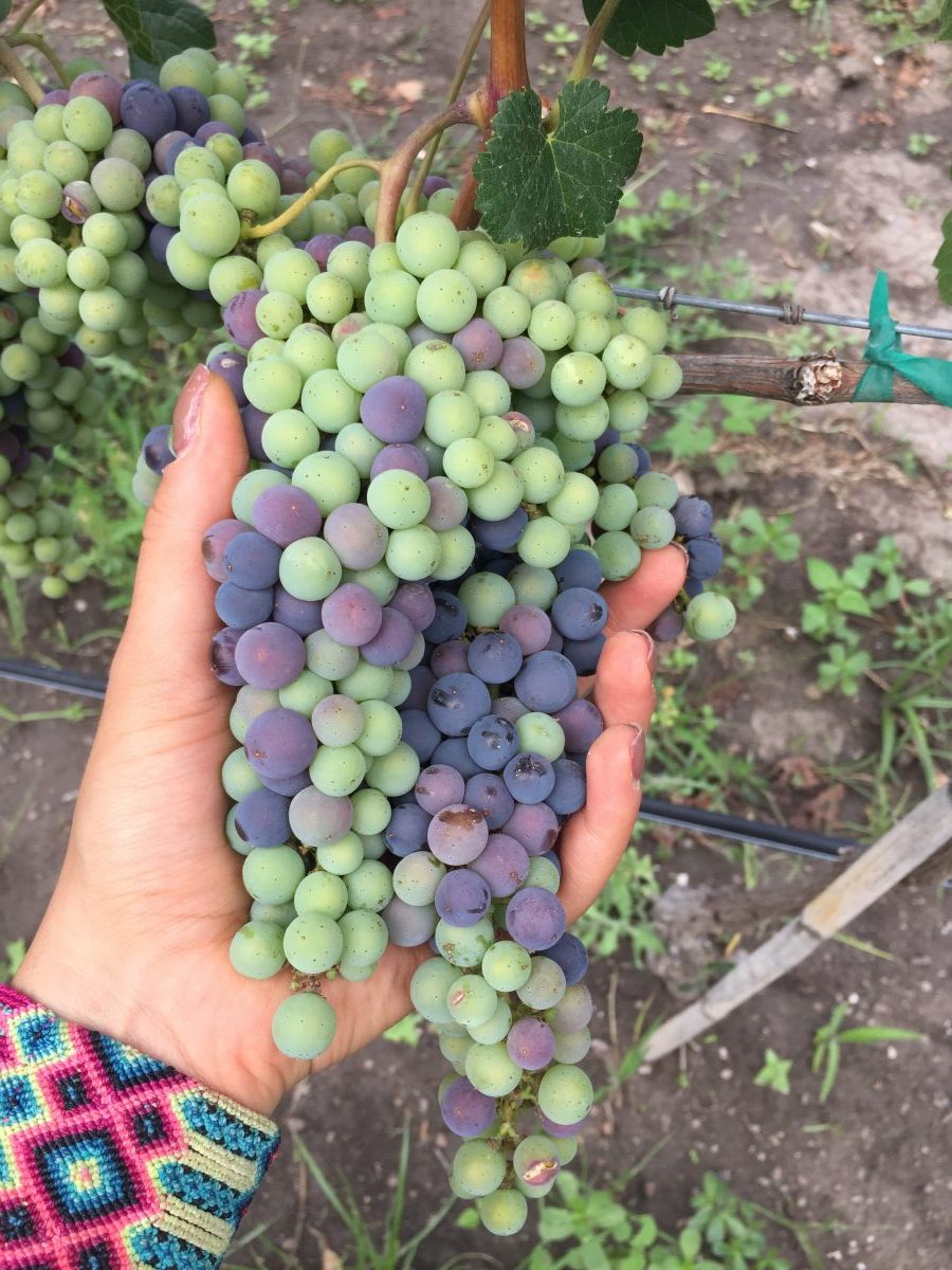 viñedos en san miguel de allende