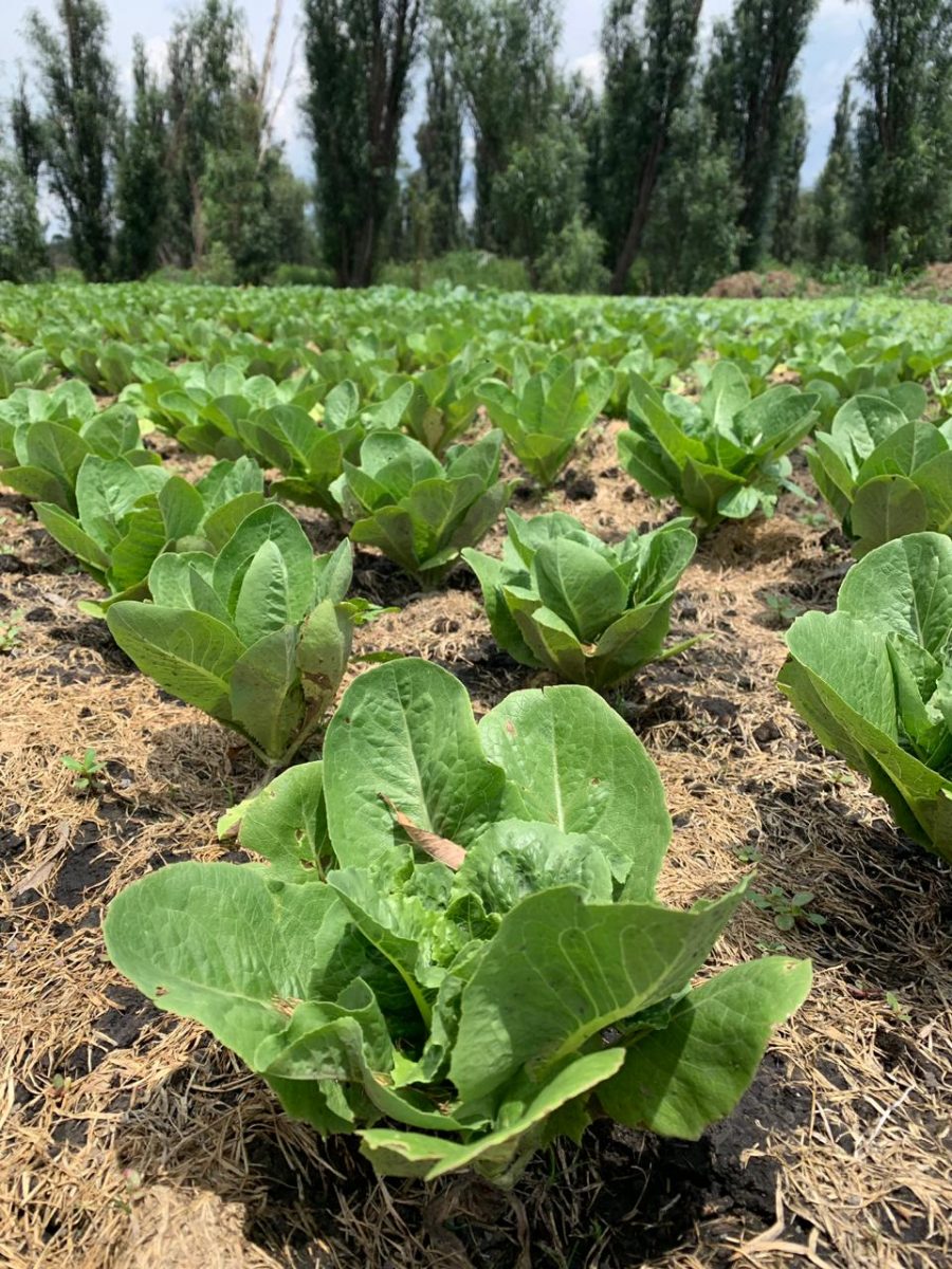 Yolcan Chinampas en Xochimilco