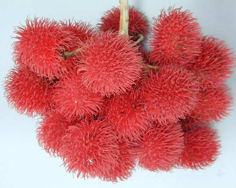Rambután o litchi peluda es una de las frutas exóticas.