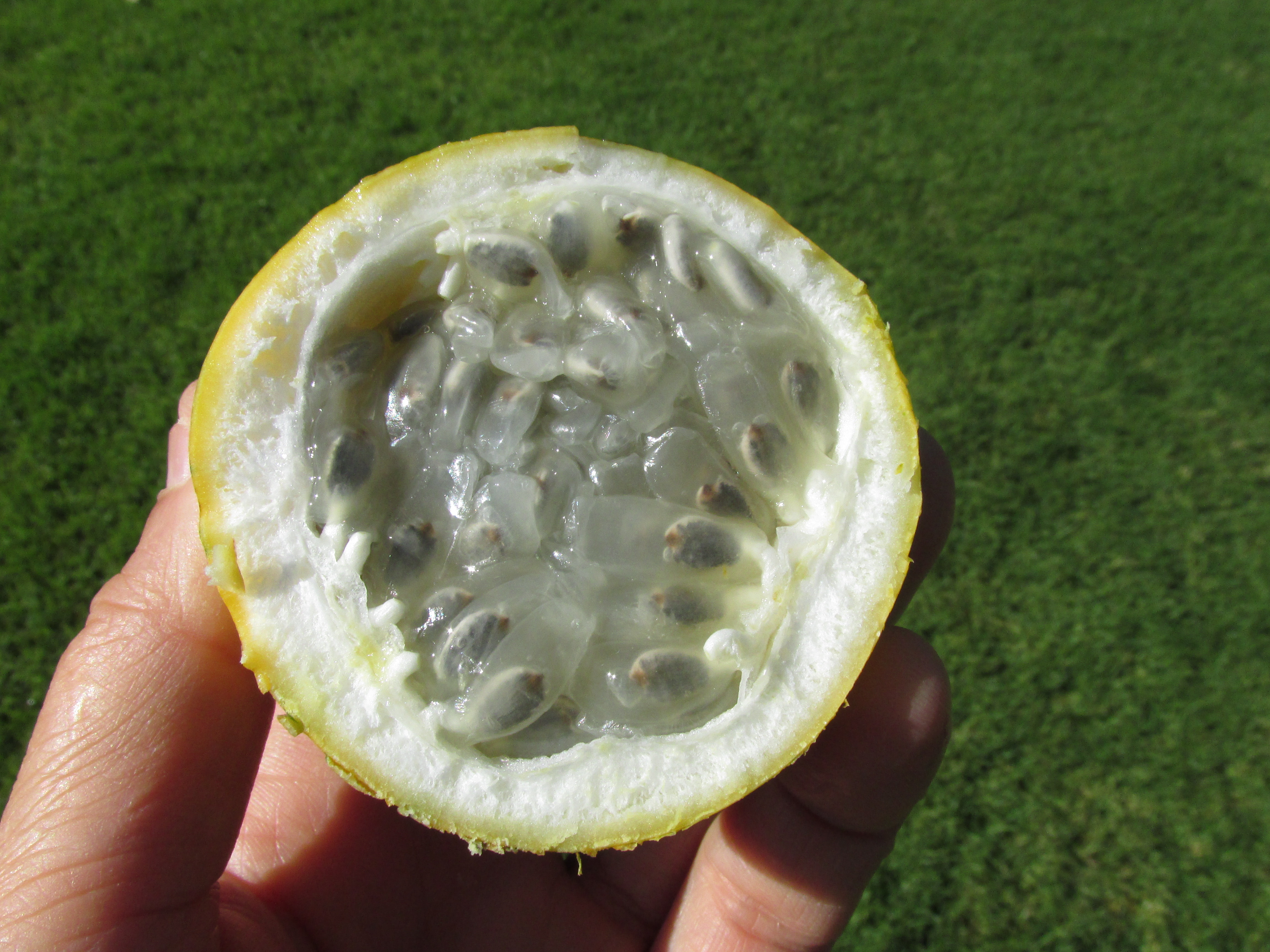 Granada china o granadilla una de las frutas exóticas.