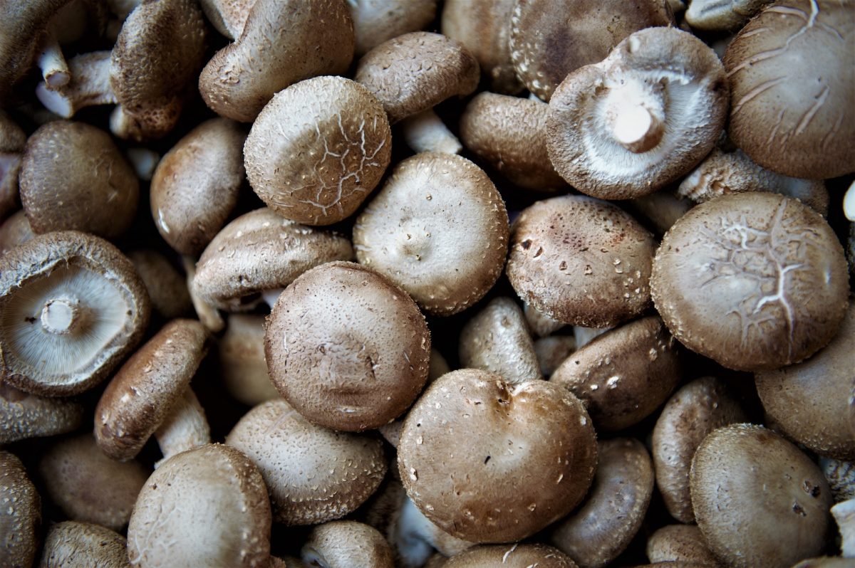 10 hongos que debes conocer esta temporada de lluvias y cómo cocinarlos