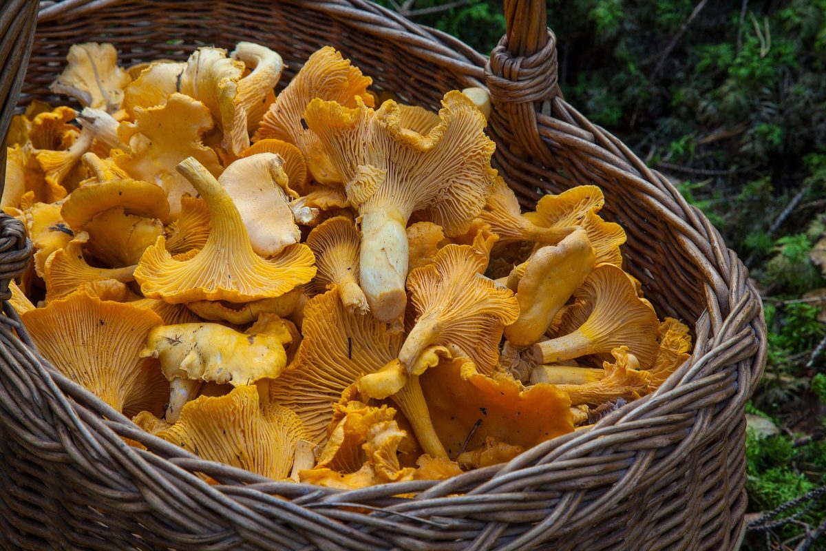10 hongos que debes conocer esta temporada de lluvias y cómo cocinarlos