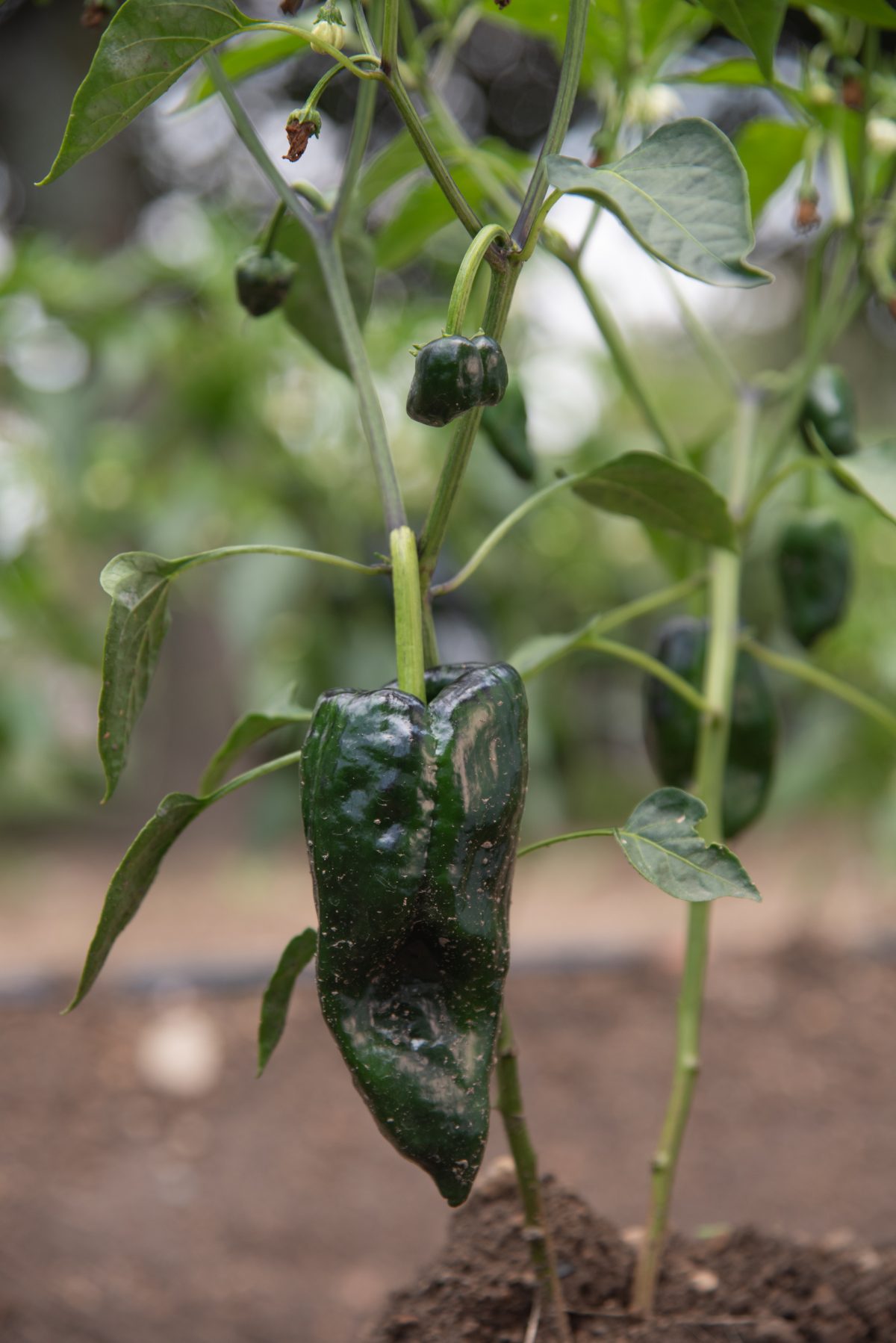 ingredientes tradicionales chiles en nogada