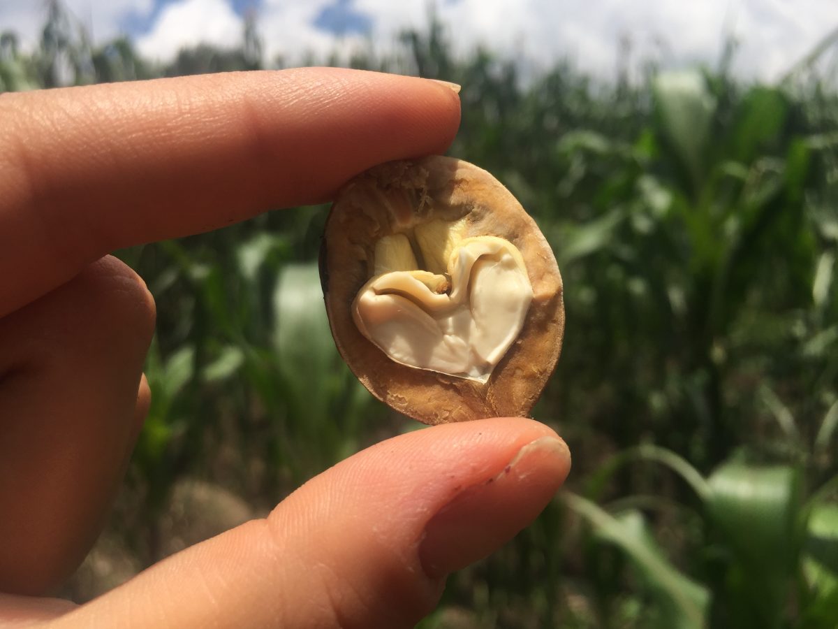 ingredientes tradicionales chiles en nogada