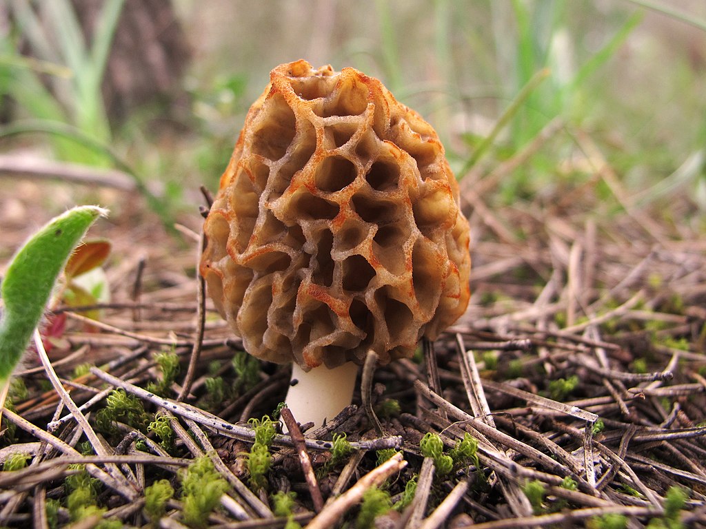 10 hongos que debes conocer esta temporada de lluvias y cómo cocinarlos