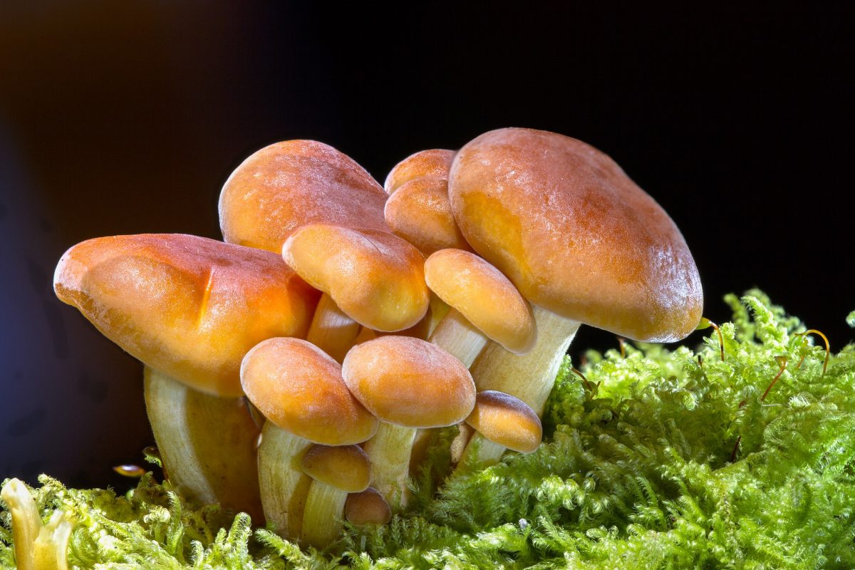 10 hongos que debes conocer esta temporada de lluvias y cómo cocinarlos