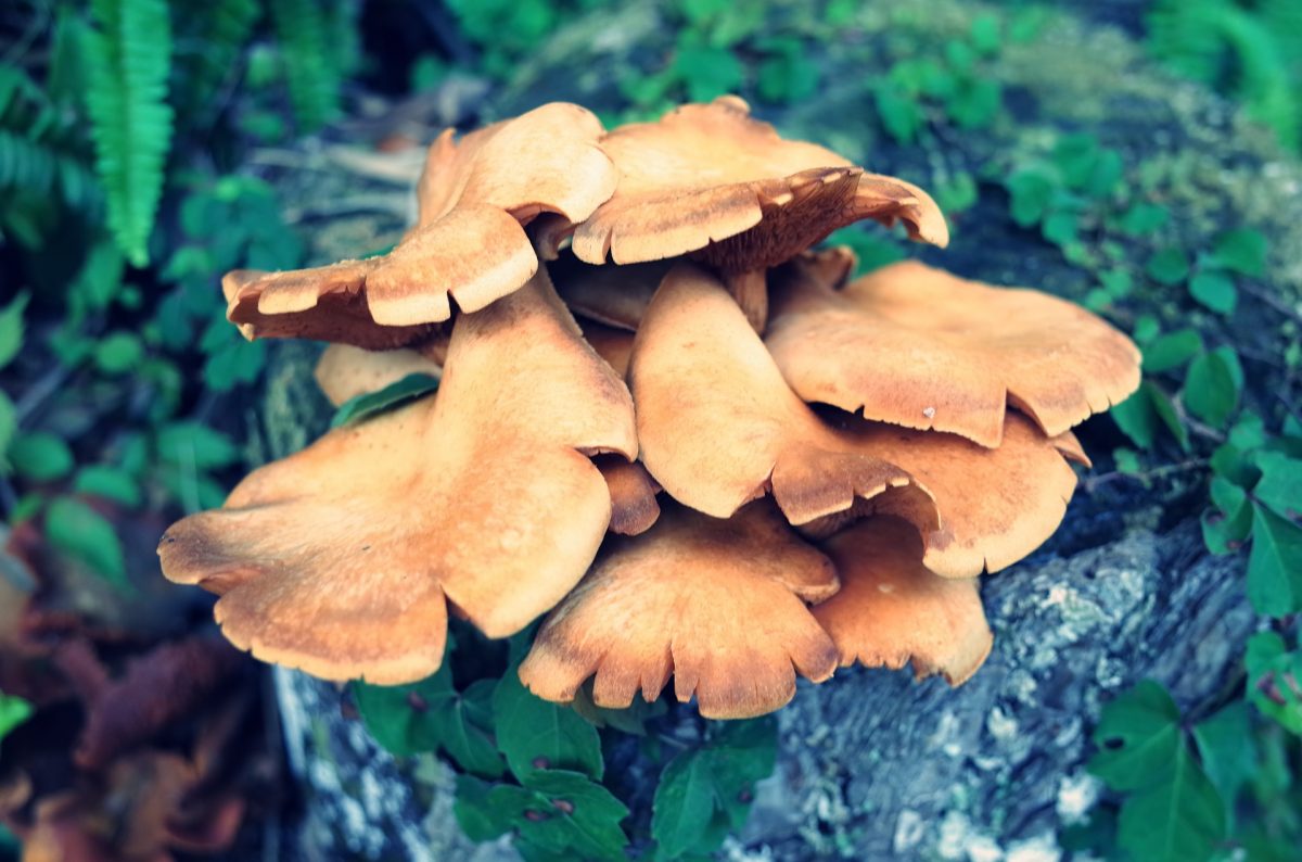 10 hongos que debes conocer esta temporada de lluvias y cómo cocinarlos