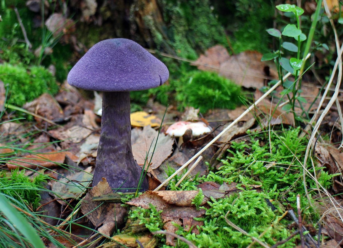 10 hongos que debes conocer esta temporada de lluvias y cómo cocinarlos