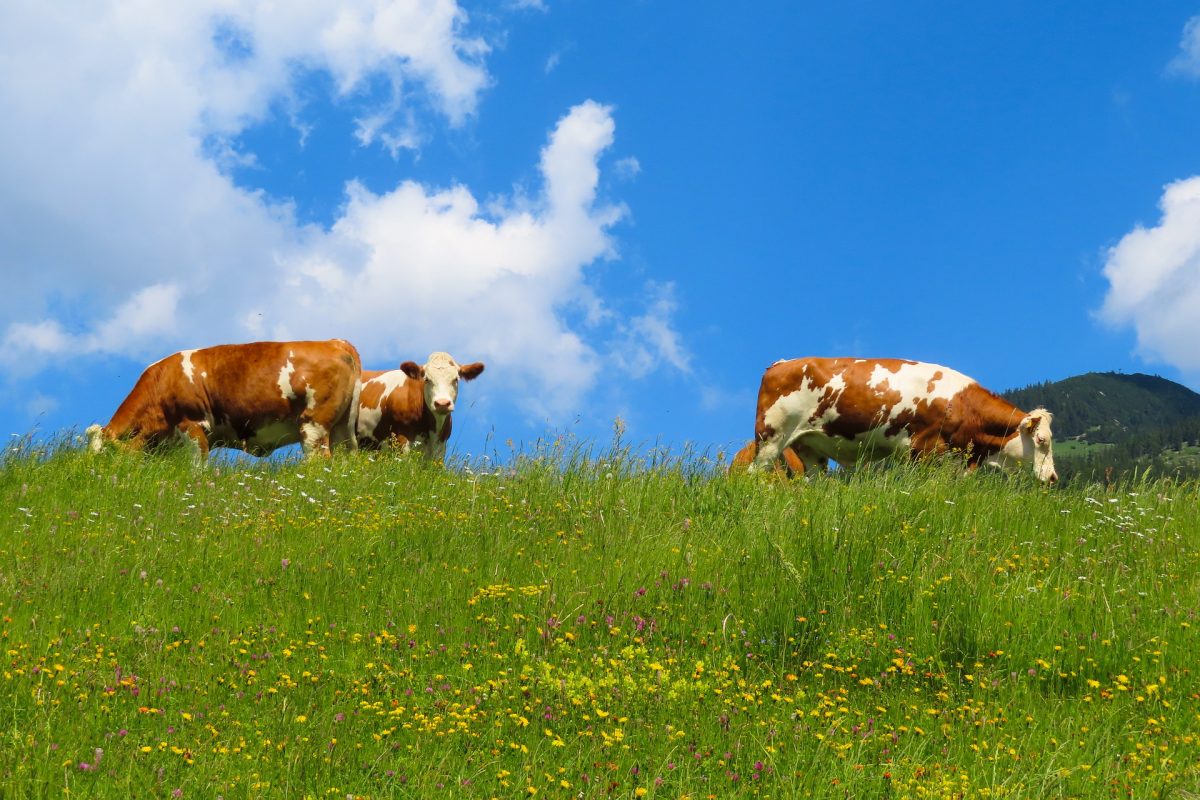 ganadería regenerativa carne sustentable