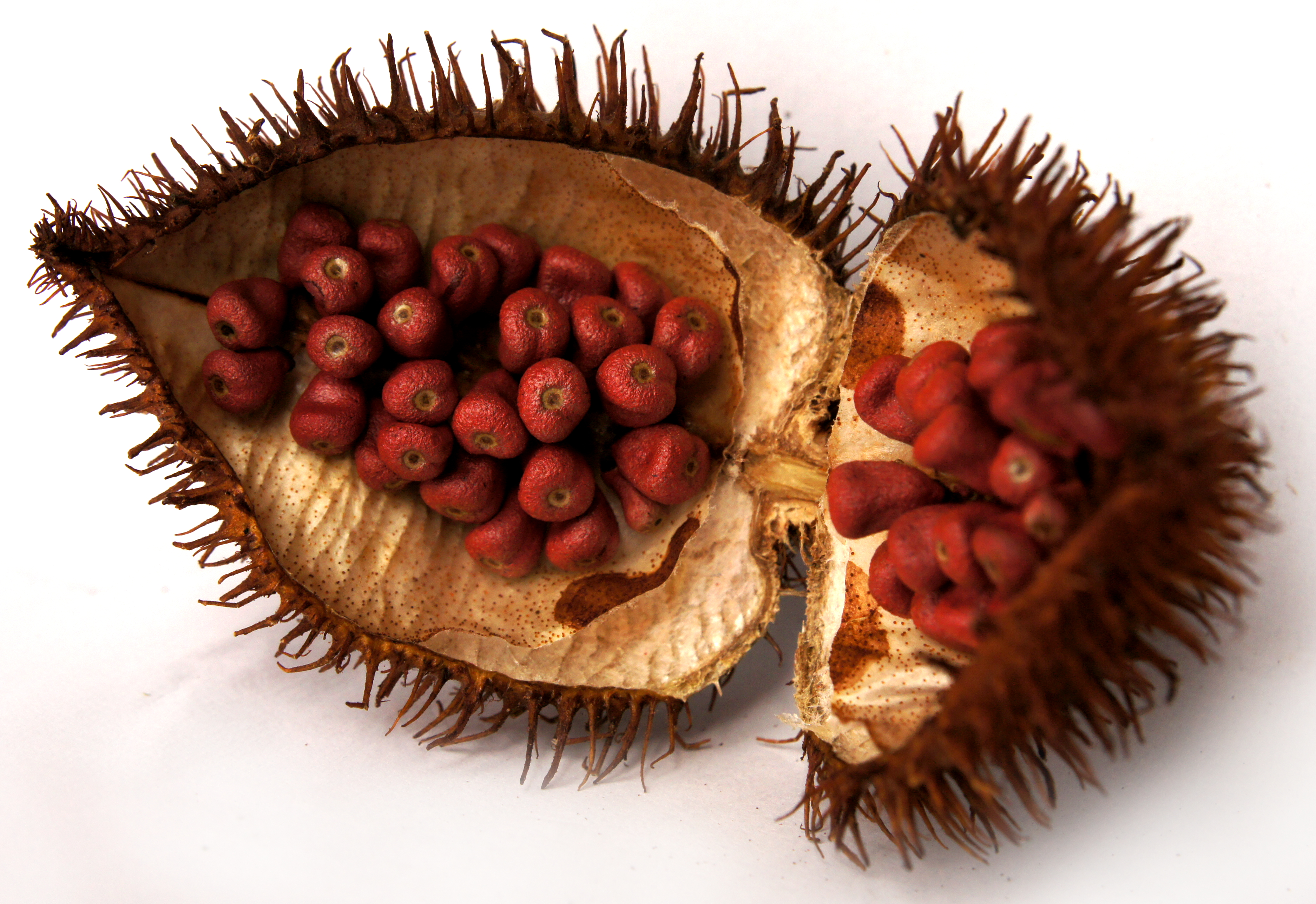 frutas endémicas selva amazónica amazonas