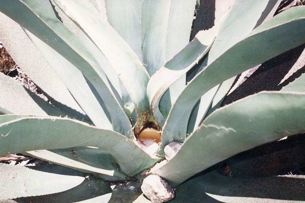Aguamiel de maguey Igual de valiosa y nutritiva que el pulque pero sin alcohol