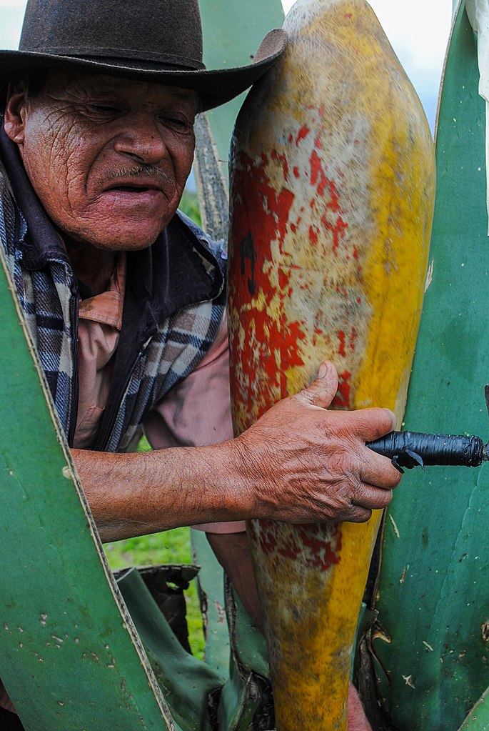 Aguamiel de maguey Igual de valiosa y nutritiva que el pulque pero sin alcohol