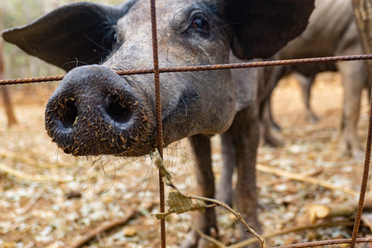 Al rescate del cerdo pelón endémico de Yucatán, el alma de la cochinita pibil