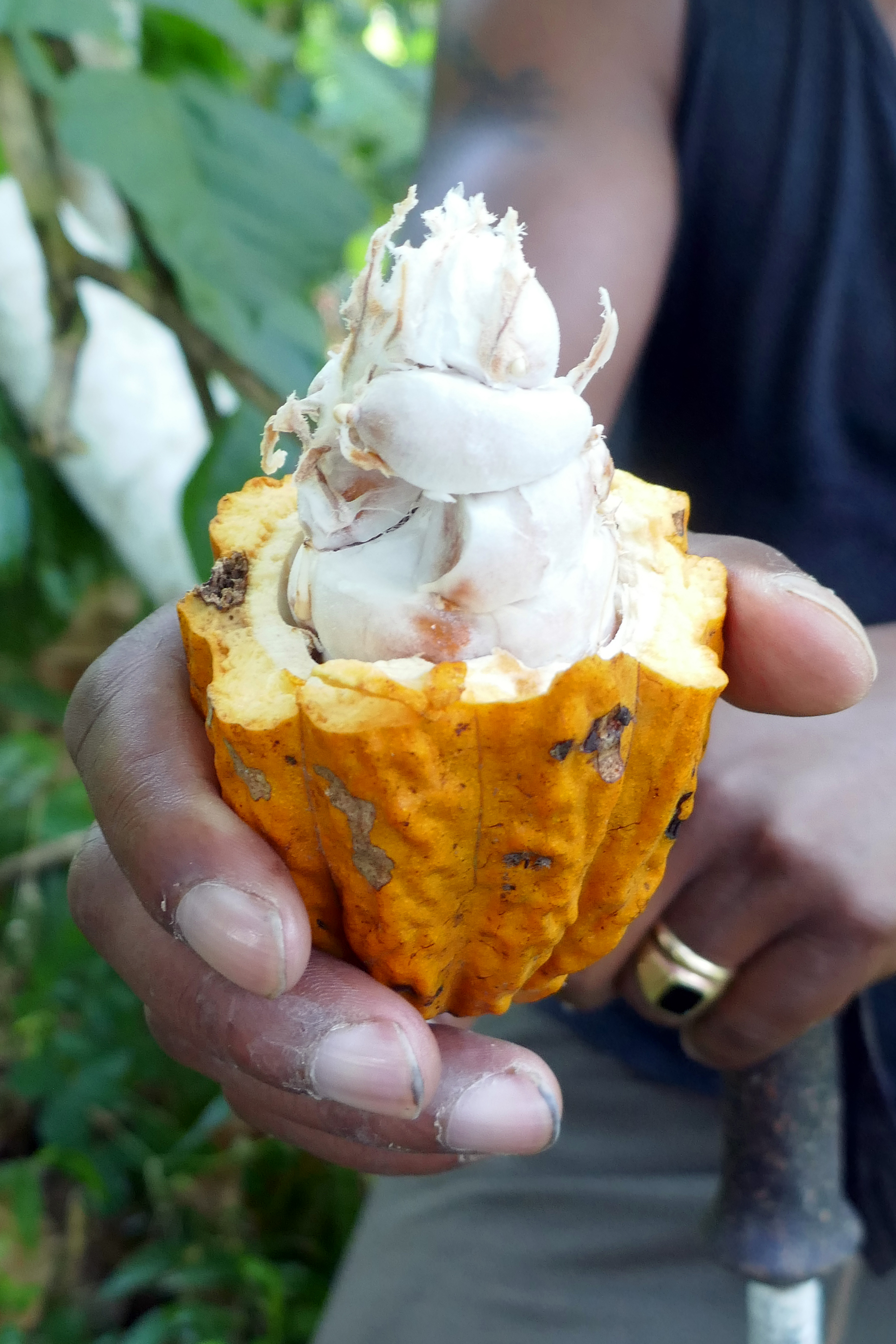 frutas endémicas selva amazónica amazonas