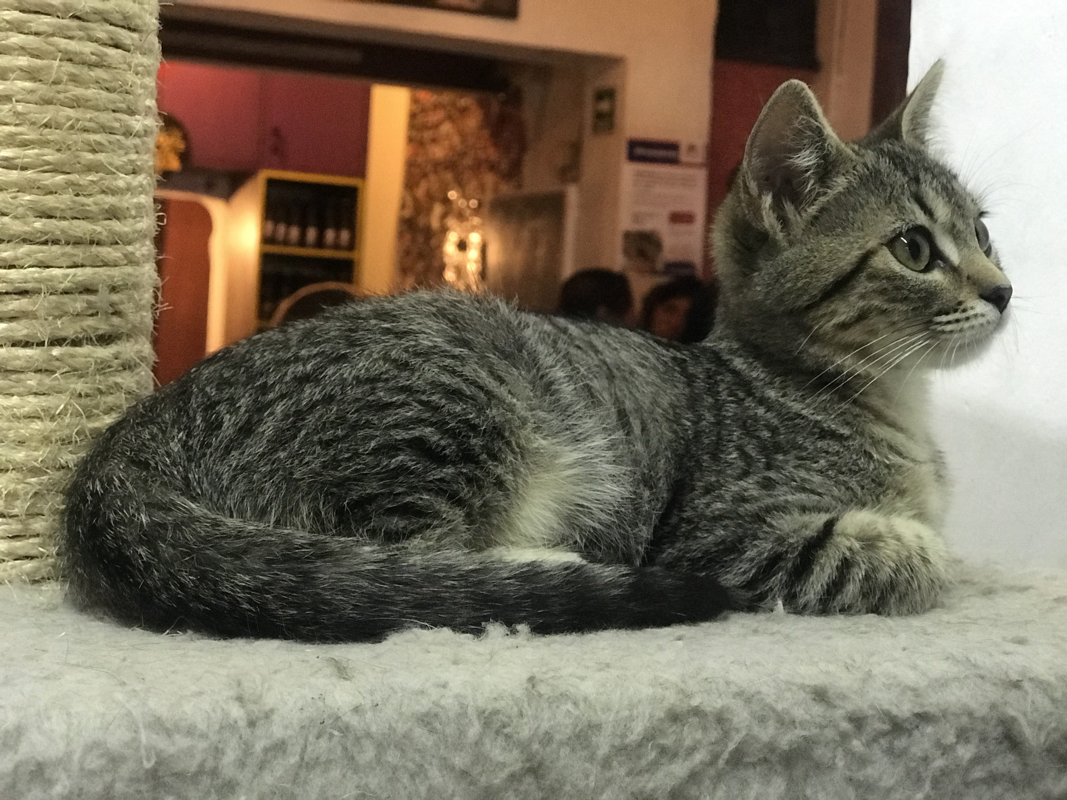 Meow cerveza artesanal