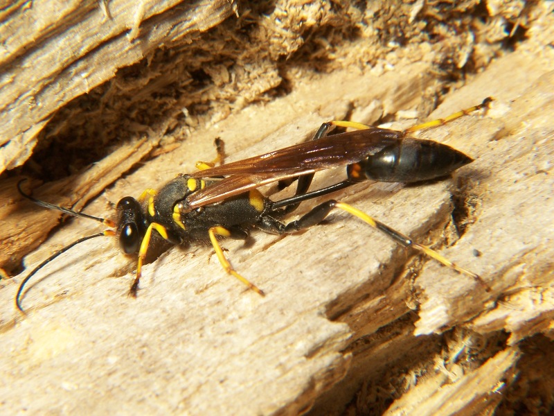 conoce diez insectos que se comen en México