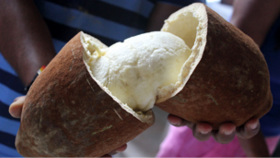 frutas endémicas selva amazónica amazonas
