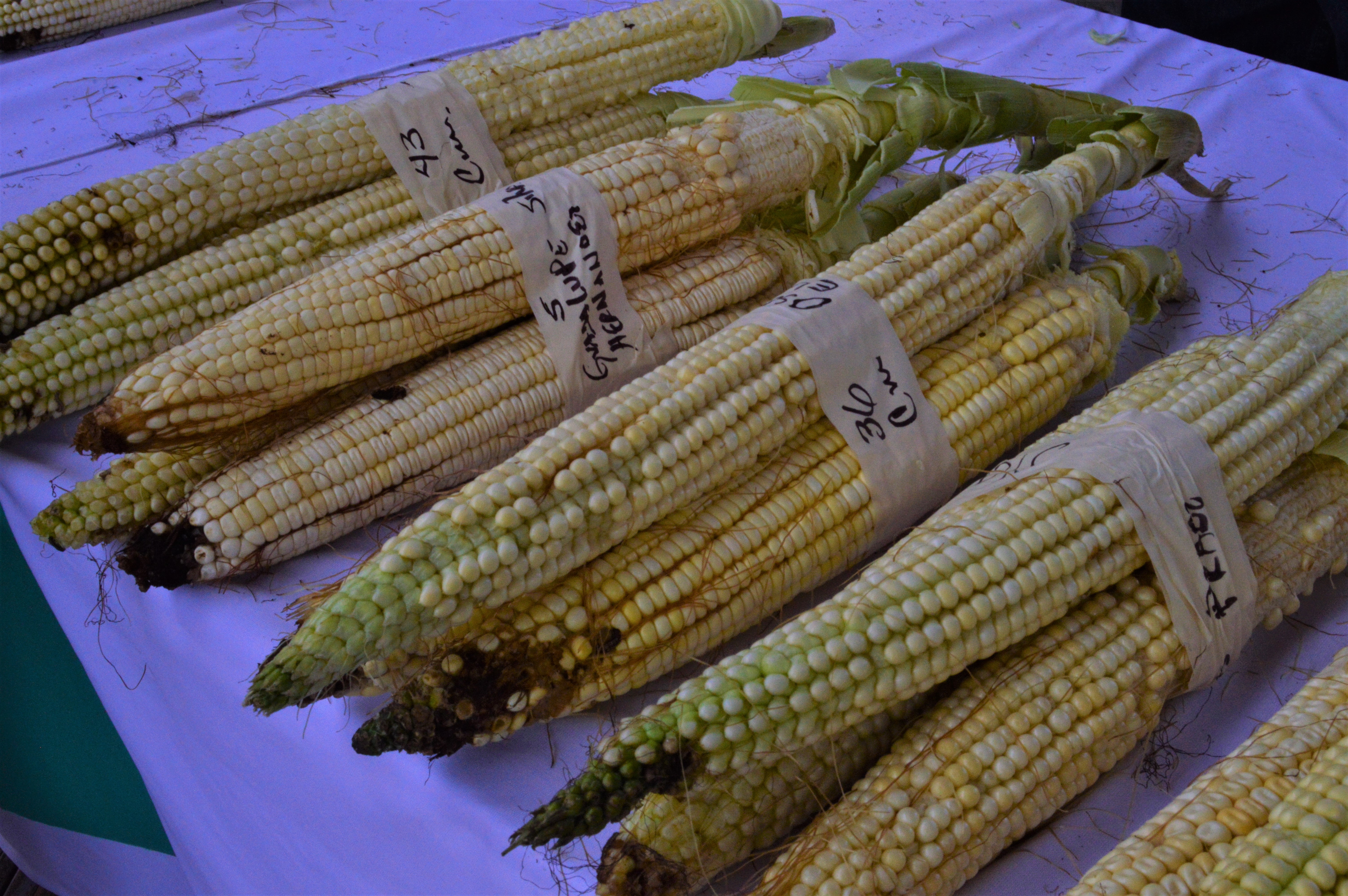 Maiz nayarita elote más grande del mundo Nayarit