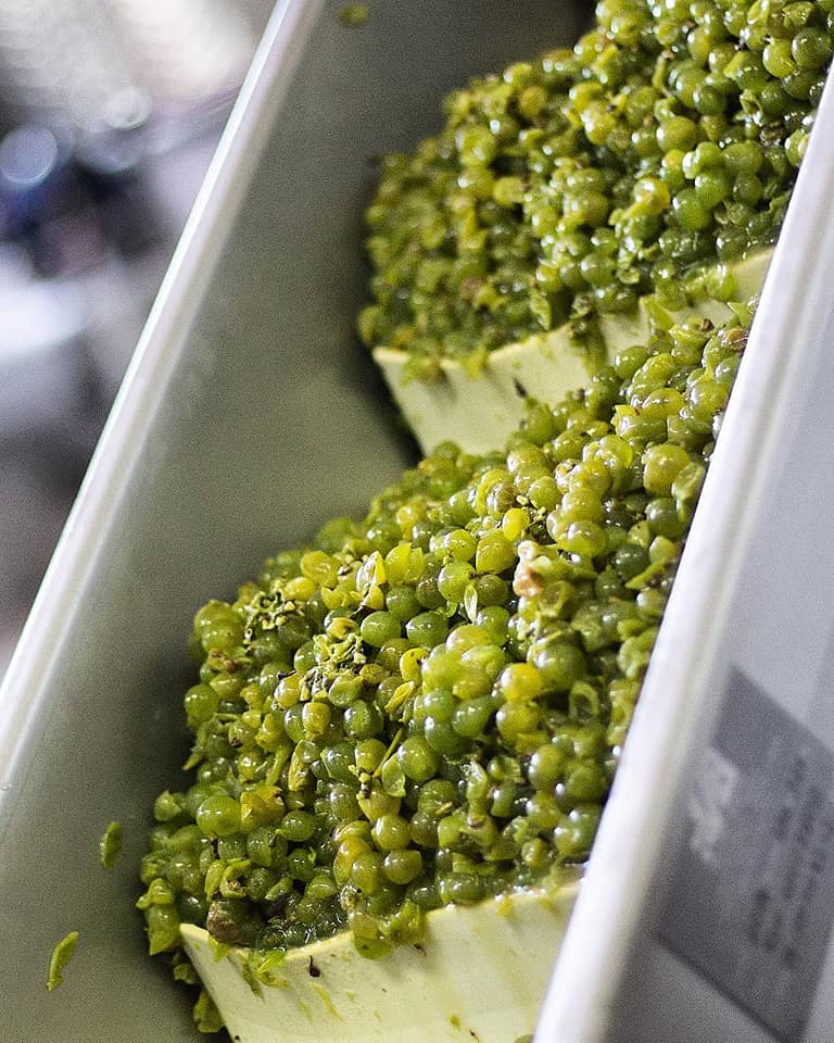 Vino Aguascalientes Vinofest 2019 hidrocálido
