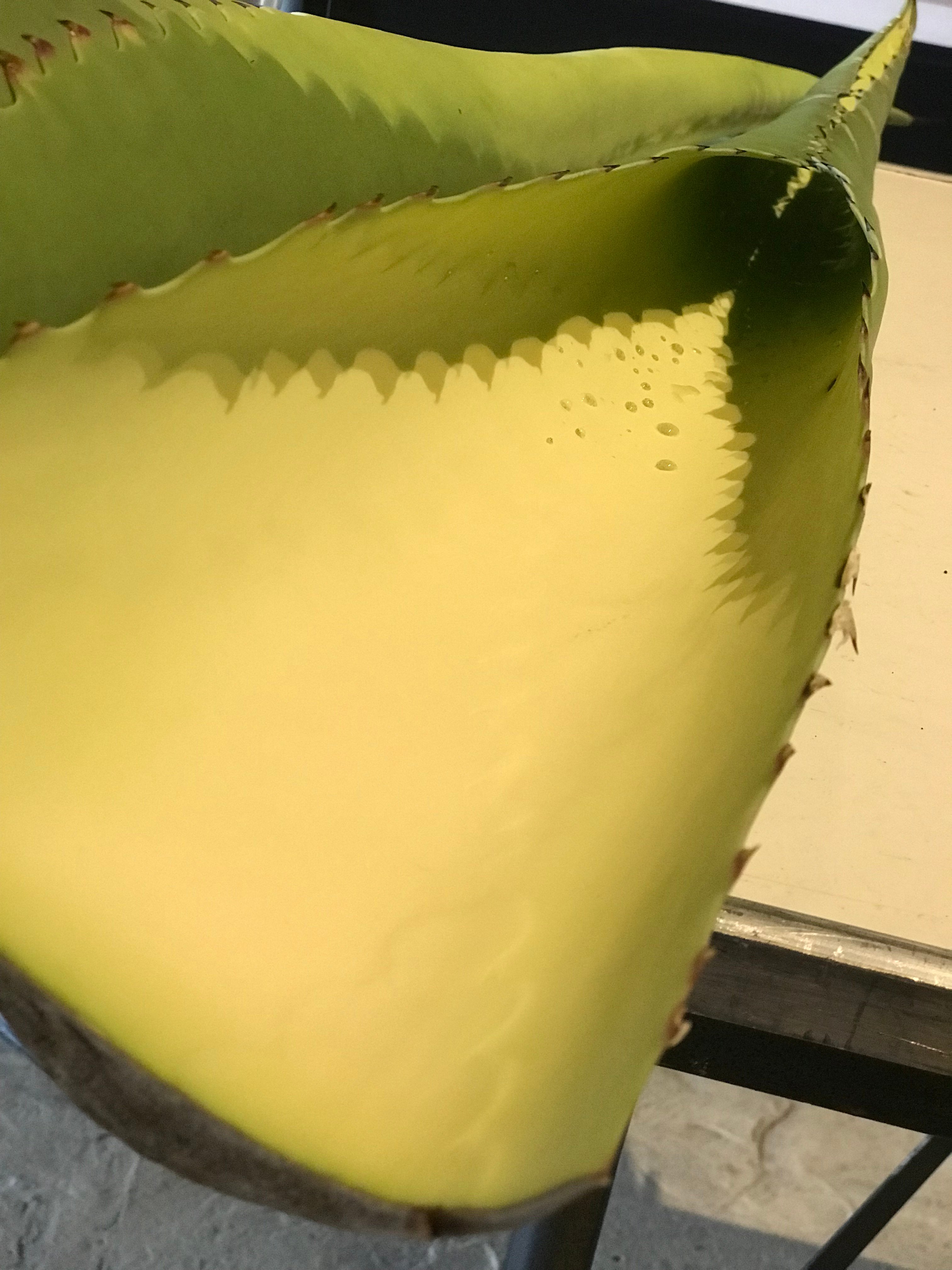 Pulque Tallacua