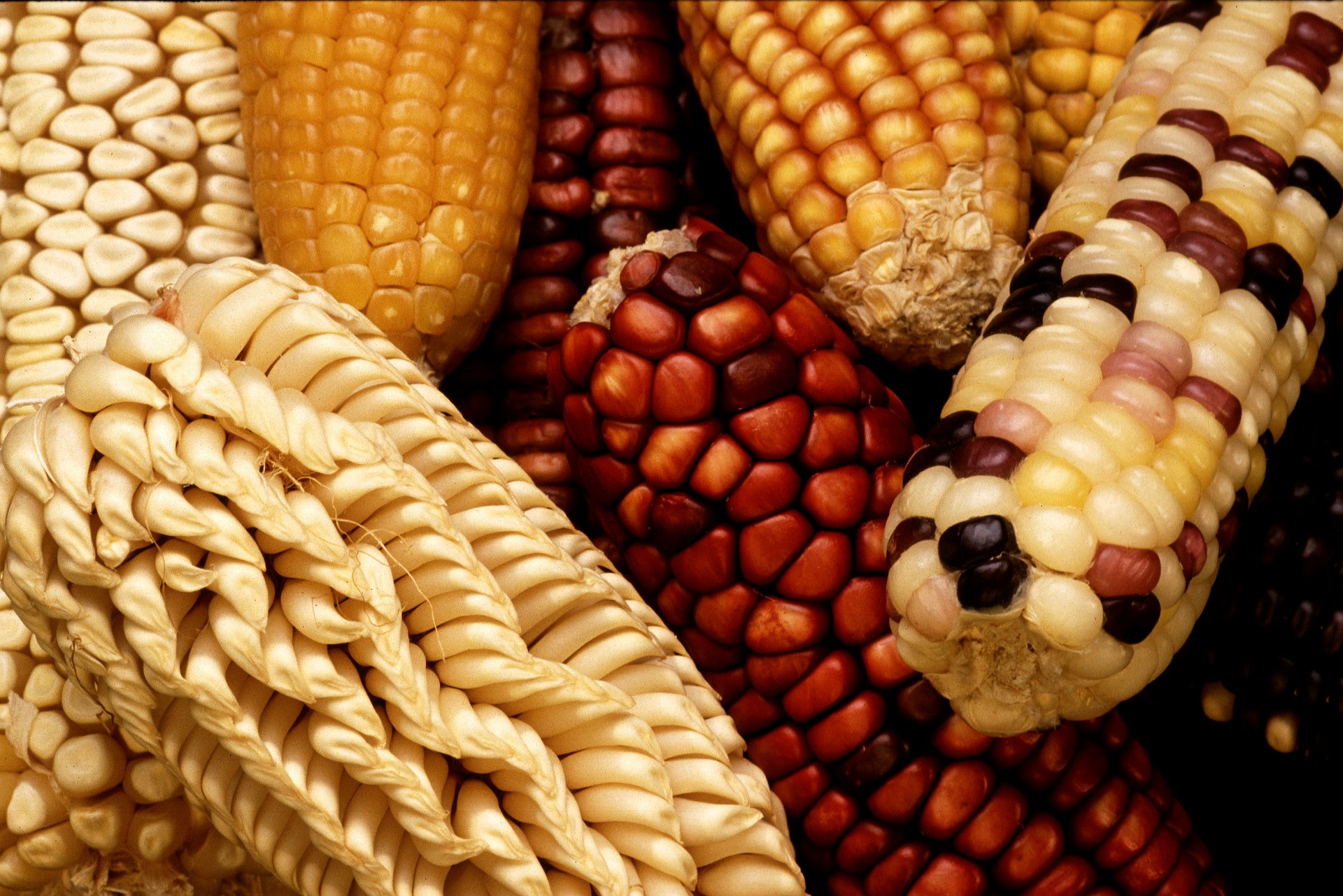 Pox chiapas destilado de maíz bebida espirituosa mitos pozole