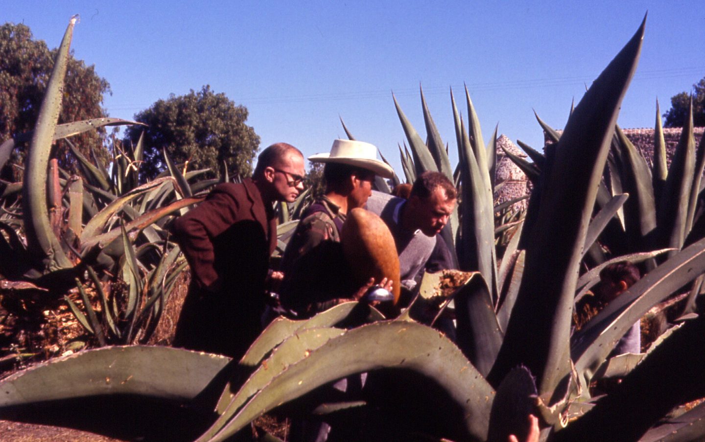 industria pulque datos