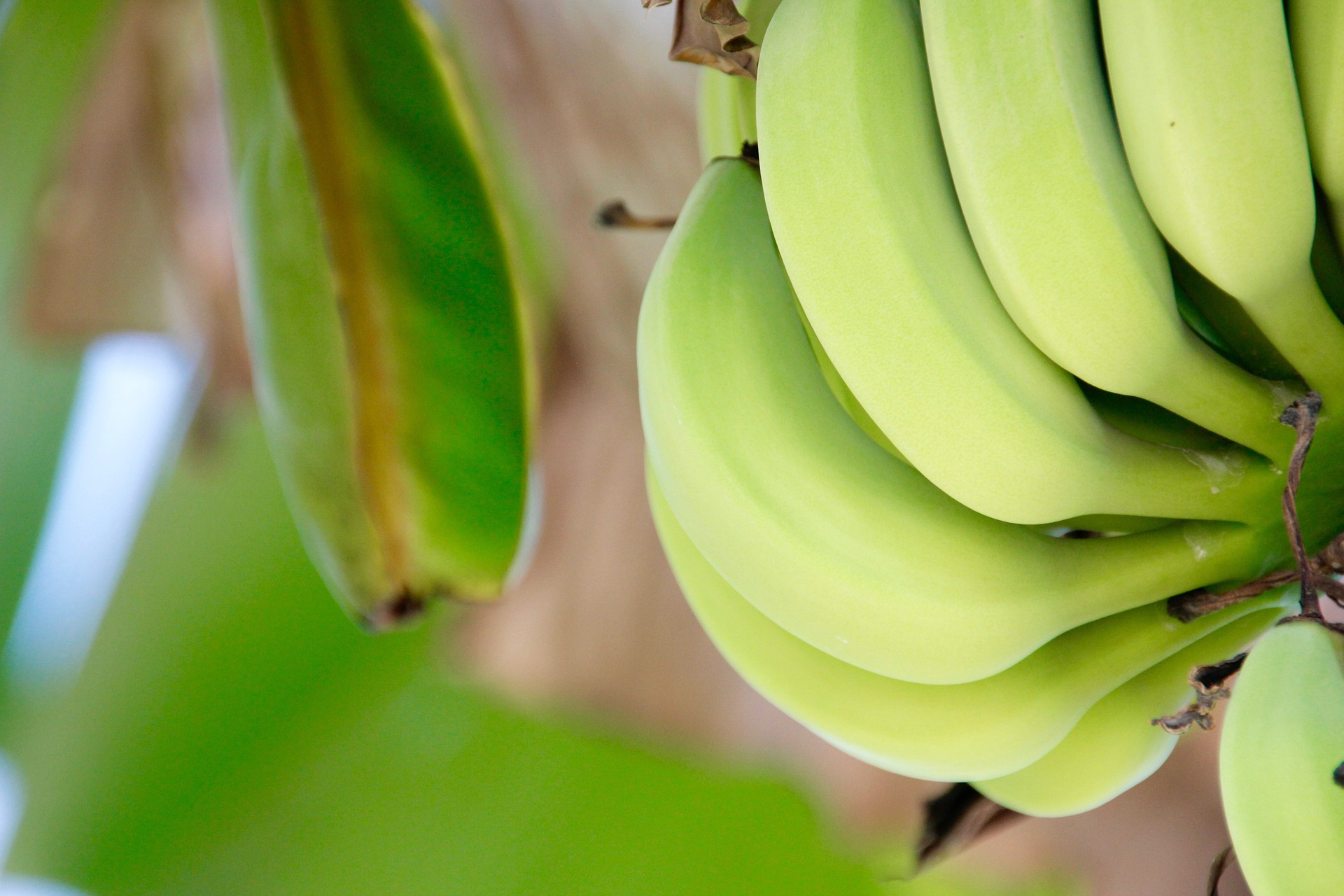 Alimentos con prebióticos