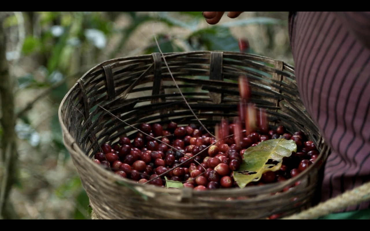 café chiapaneco finca rosa maría