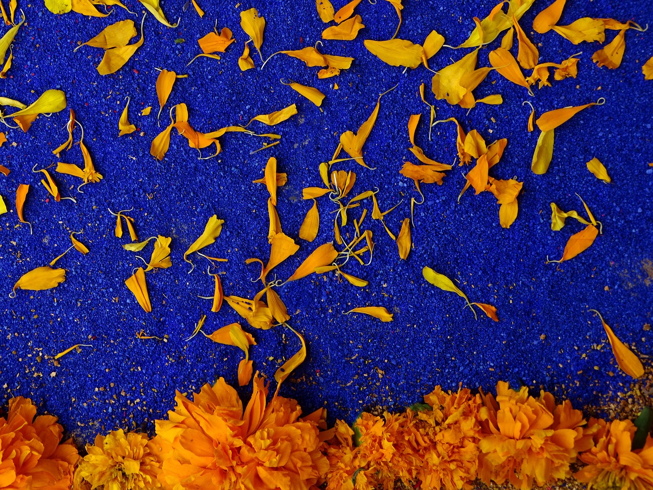 flor de cempasúchil